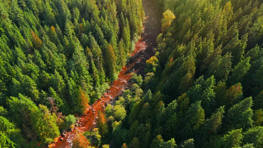 Aerial view of a coniferous forest with a river flowing through it. BC, Canada