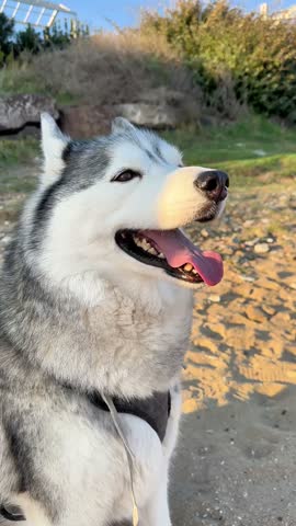 Close-up profile portrait of a beautiful Siberian Husky with striking eyes and grey-and-white fur, panting with its tongue out. The dog is wearing a harness and sitting on a sandy beach or outdoor terrain bathed in warm golden hour sunlight.