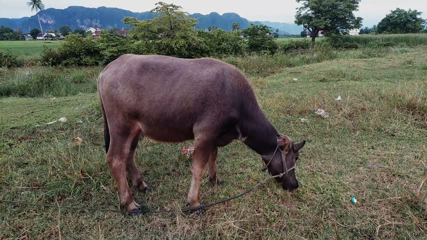 A domestic water buffalo grazing on the grass in a rural landscape with mountains.