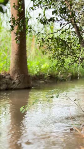 Green foliage hangs over a tranquil waterway