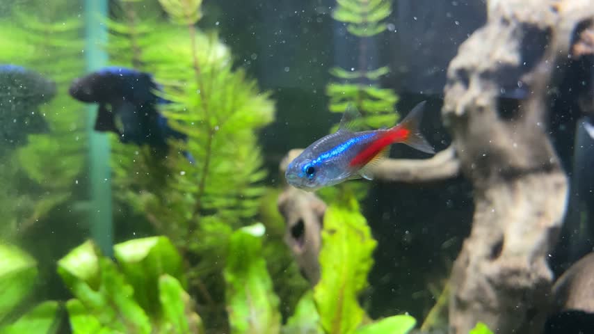 Blue and Red Neon Tetra Swimming in a Planted Aquarium in Slow Motion, 4K footage 