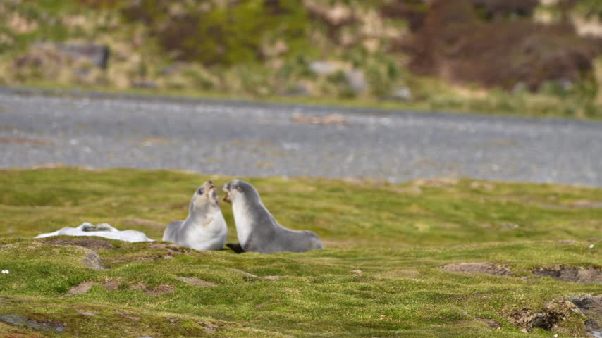 Two Antarctic fur seals face each other, move apart and settle on a grassy coastal plain in South Georgia.