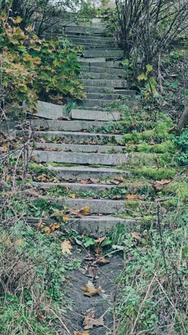 A set of stone steps leading into the woods, surrounded by trees and foliage.