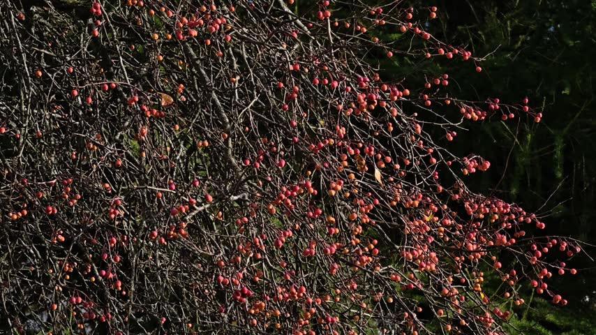 A cluster of red berries hangs from a tree branch.
