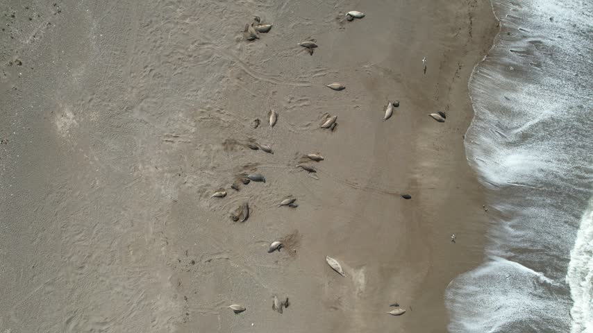 Sea lion colony by the surf on the Patagonian coast aerial