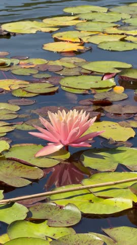 pink water lily on lake surface. Soft ripples moving around aquatic plant.