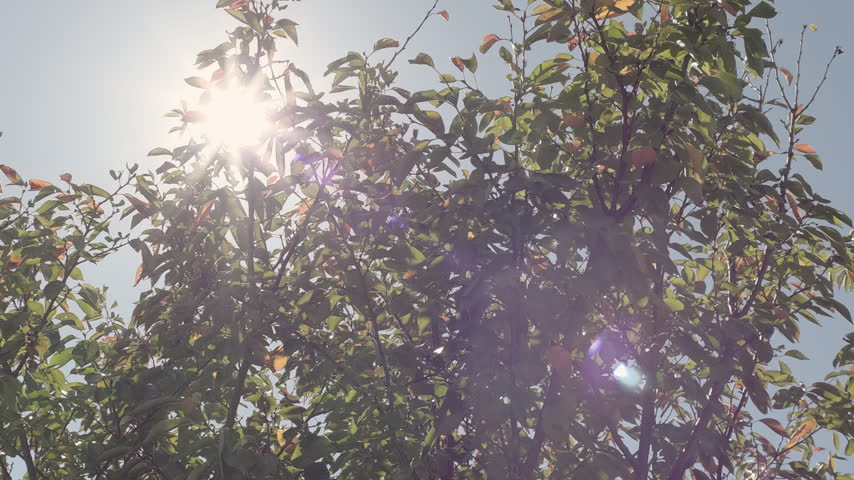 Bright sunlight shining through trees in a natural environment