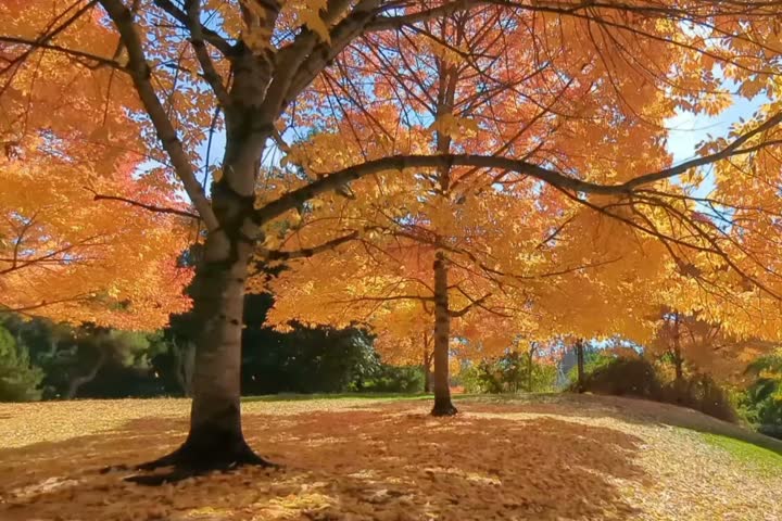 Beautiful autumn park with vibrant yellow and orange trees during the fall season. Golden fallen leaves covering the grassy hill under a bright sunny sky, with a peaceful neighborhood street view in the background