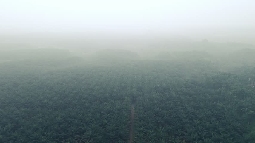Aerial view of smoke from the forest fires blanketed the palm oil plantation with rows of trees shrouded in thick morning mist in Langkat, North Sumatera, Indonesia.