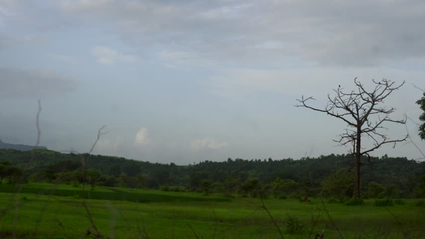 Green Landscape with a Dry Tree in the Countryside. 