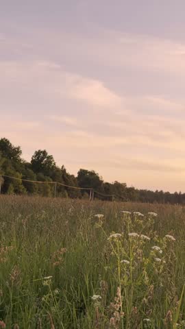 Sunset over a field with wildflowers and trees in the background near a dirt path