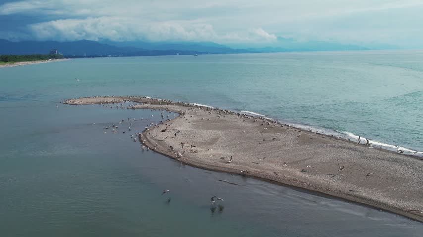 Aerial View of Large Flock of Seagulls Taking Off from Coastal Beach.