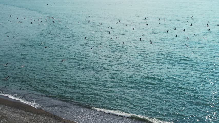 Aerial View of Seagulls Flying Over Calm Sea Near Coastal Shoreline.
