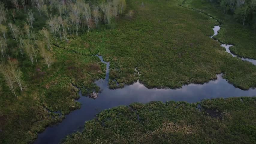 flying over a meandering waterway with beaver lodge