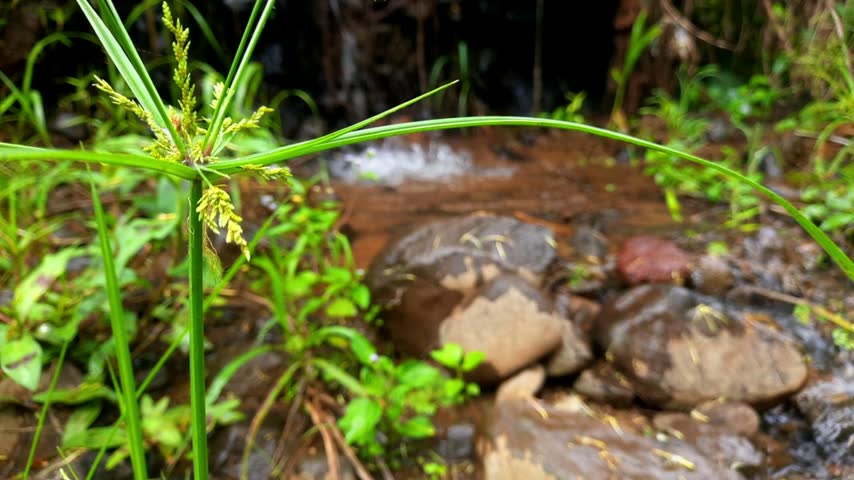 Wild Grass Swaying Gently in the Breeze Beside a Flowing Rocky Stream