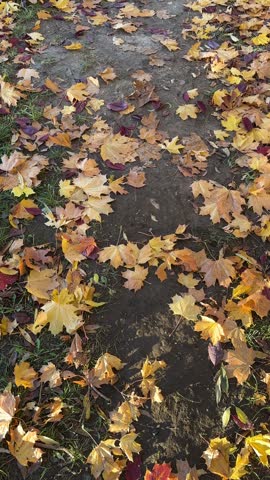 Path with the yellow falling leaves in the autumn park 