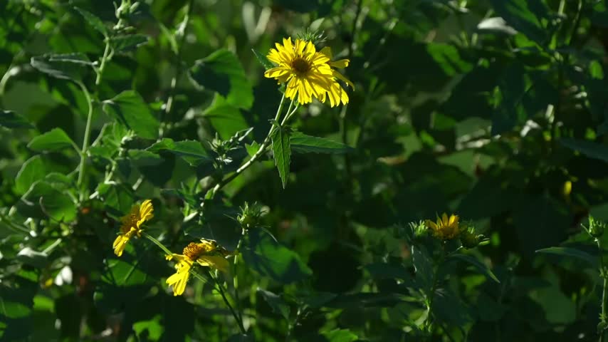 Cowpen Daisy Yellow Wildflowers Blooming in Texas Landscape