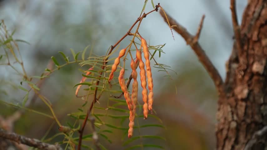 Mesquite Seed Pods Hanging from Tree in Warm Texas Fall Light