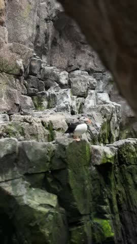 Atlantic puffin standing on a steep rocky cliff edge surrounded by rugged mossy stone formations.