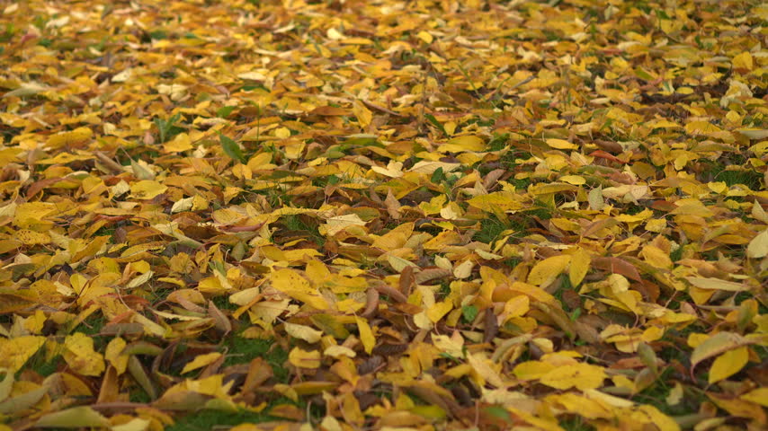 Fallen yellow leaves covering the ground. Autumn leaves carpet in park
