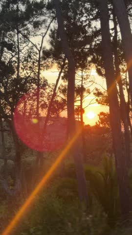 Beautiful sunset casting warm golden light filtering through silhouette tree trunks and lush foliage in a serene forest.