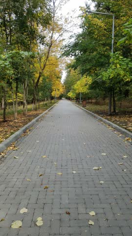 Autumn park scene with a long paved walkway lined by trees and yellow leaves. The view turns toward a black dog exploring the leaf-covered ground beside the path.