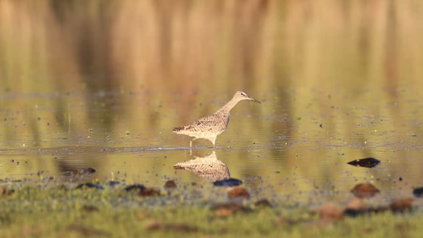 Greater yellowlegs (Tringa melanoleuca) wading and foraging in shallow reflective water at Shugru Reservoir in Lassen County, California, slow motion.