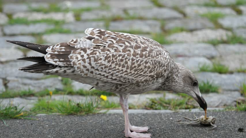 a juvenile European herring gull standing on a cobblestone pavement, holding a small crab firmly in its beak.