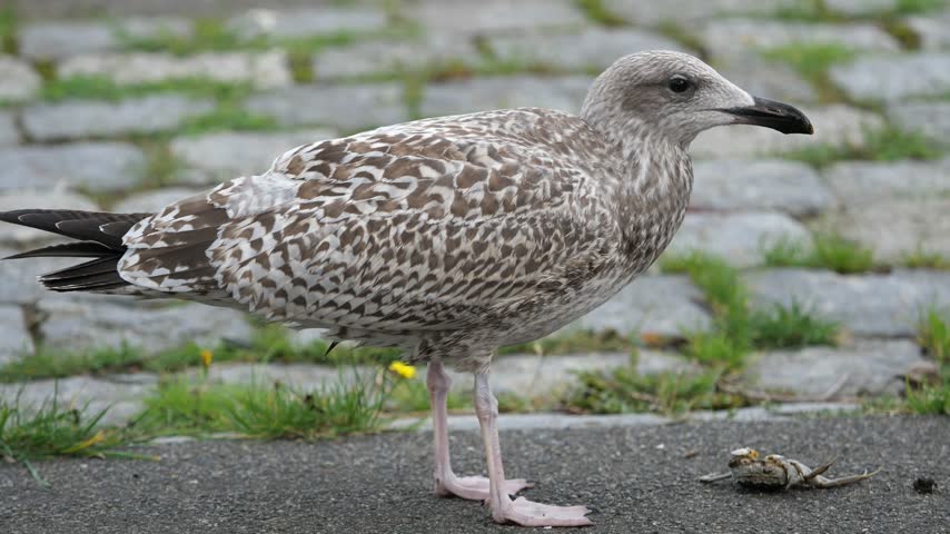 a juvenile European herring gull standing on a cobblestone pavement, holding a small crab firmly in its beak.
