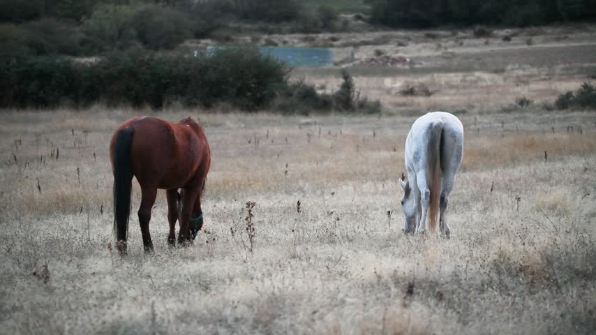 Two beautiful horses, one white and one reddish brown, roaming free in a field