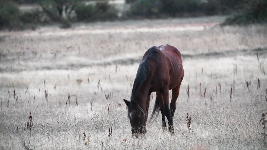 Beautiful young brown horse grazing peacefully in a lush green meadow