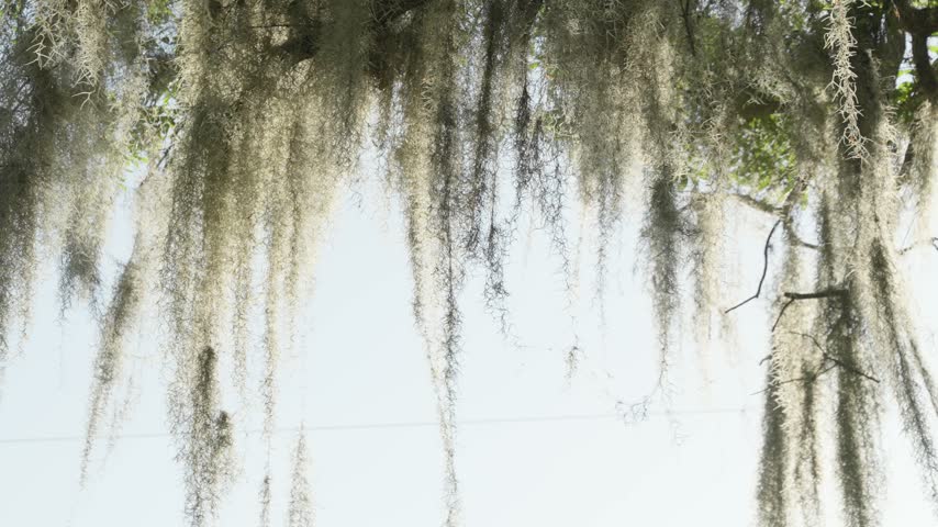 Spanish moss hanging branches sky, DeLand, United States (slow motion).