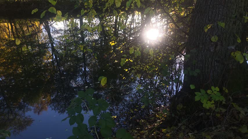 Sunlight Shining Through Dark Forest Trees Reflecting On River