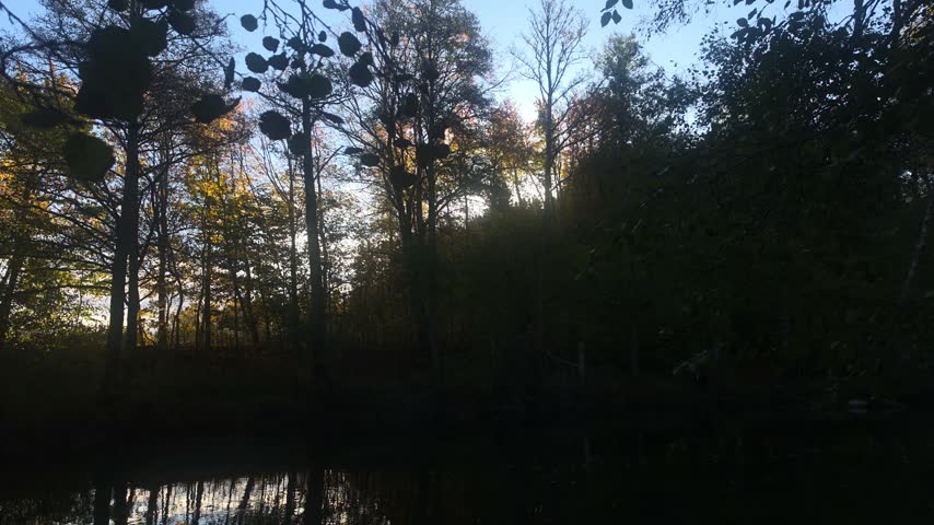 Bright Sun Shining Behind Dark Silhouettes Of Tall Forest Trees