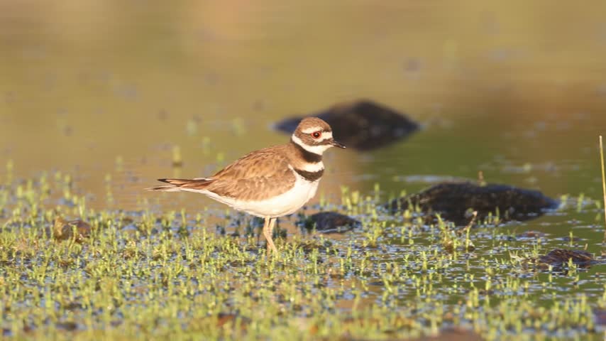 Killdeer (Charadrius vociferus) foraging on the shoreline at Shugru Reservoir in Lassen County, California, then running along the water’s edge, slow motion.