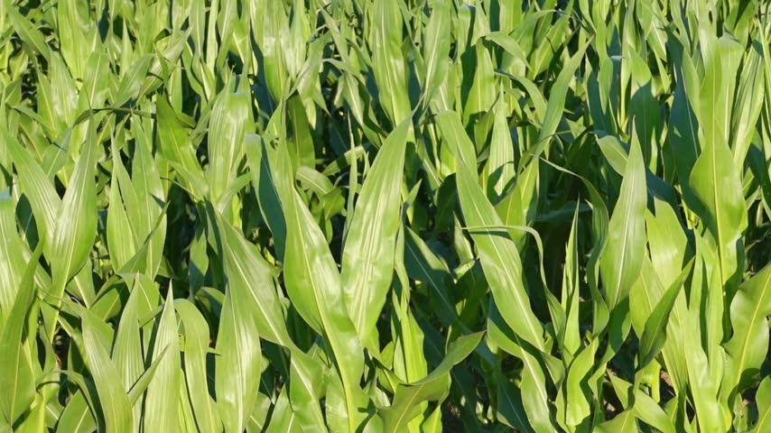 Green corn field.
Wide view of young corn leaves on the wind
