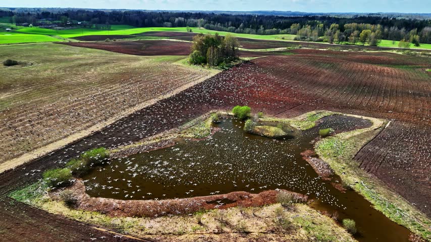 Aerial view of a pond filled with migratory birds surrounded by ploughed agricultural fields and green meadows in rural Latvia.