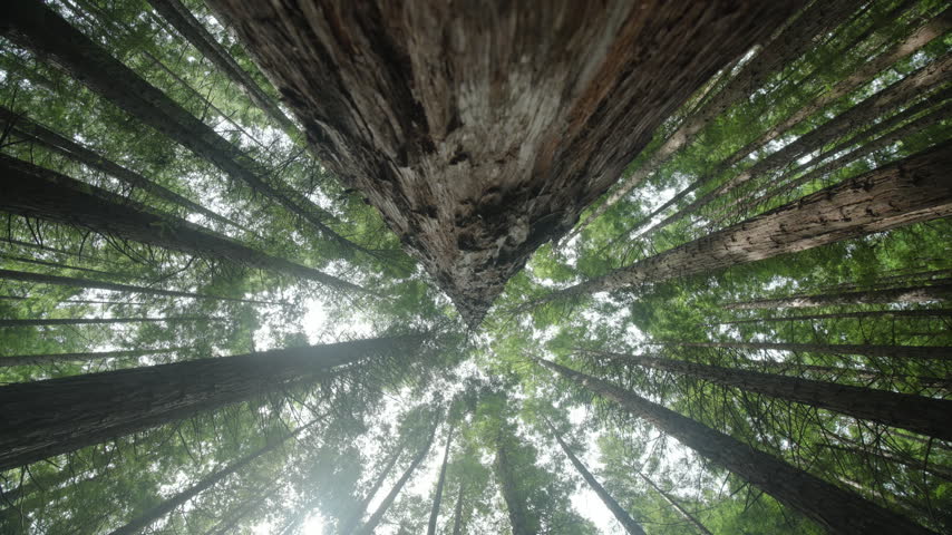Motorized rising shot along a redwood tree trunk towards the forest canopy