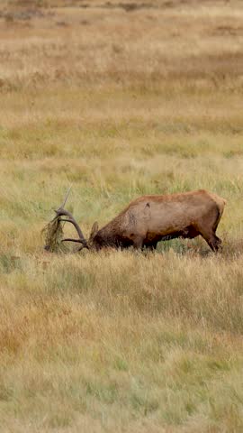 Magnificent Elk Bull Bugling Raking Tossing Grass Vegetation Royal Imperial Monarch Antlers