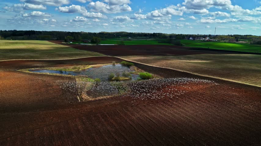 Aerial view of a small pond in a ploughed field surrounded by agricultural land and green meadows under a cloudy sky in Latvia.
