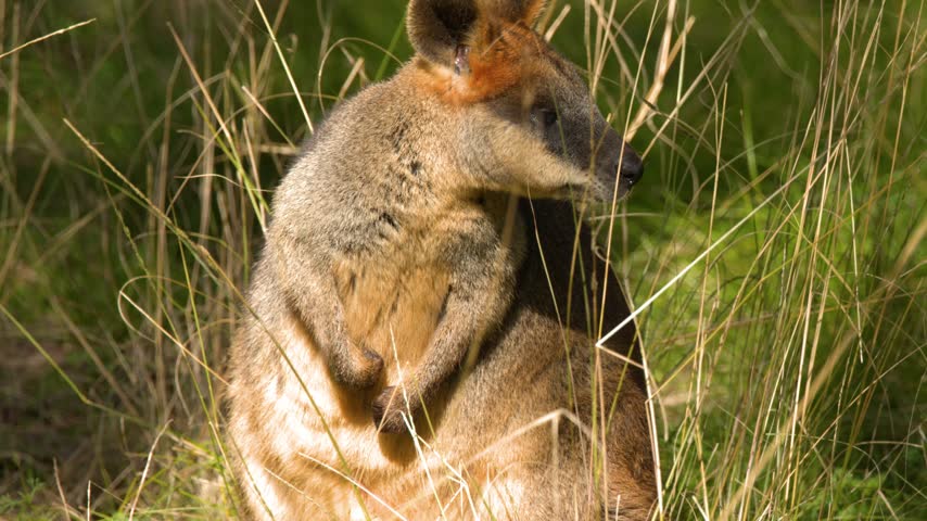 An Australian swamp wallaby sits alert in tall sunlit grass, filmed in Dubbo, Australia.