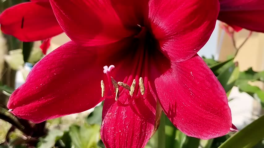 A vibrant red amaryllis flower in full bloom