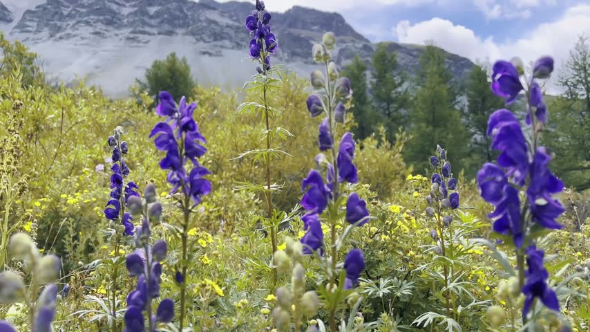 Purple lupine flowers swaying gently through alpine meadow foreground, yellow wildflowers blooming nearby, coniferous trees rising beyond, snow capped mountains dominating background.