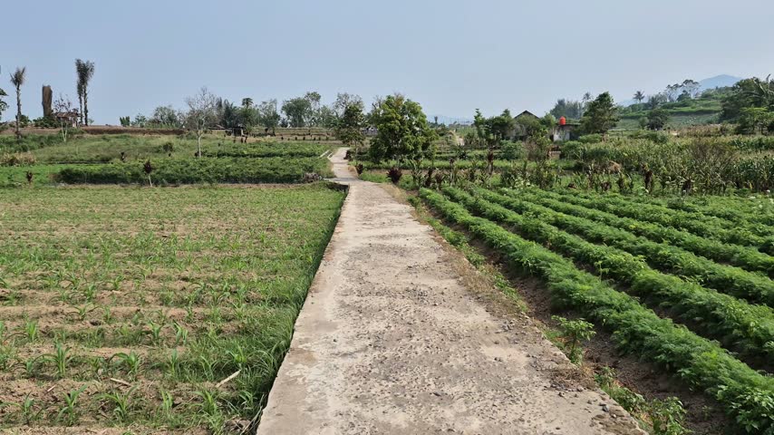 A lovely concrete trail leading to vegetable farm fields beneath a bright blue sky.