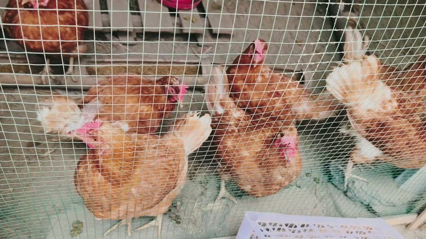 a group of laying hens inside the cage, taken from the front