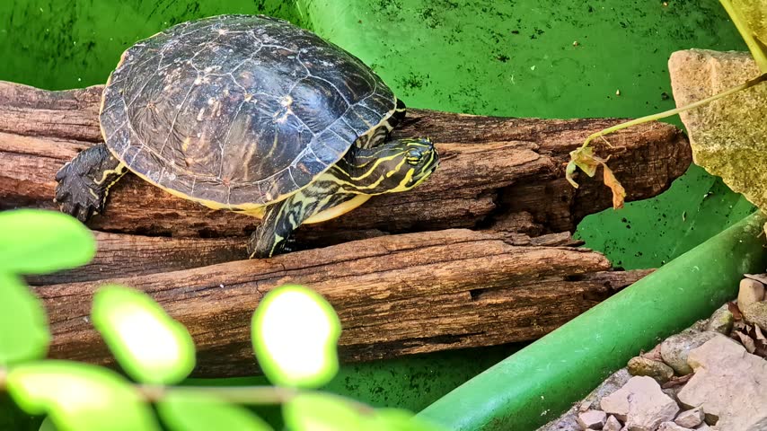Small yellow-bellied slider turtle slowly moving its head while sunbathing on a log