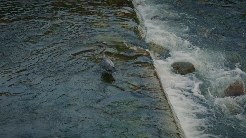 A heron stands in shallow water beside a low weir as river water flows over stones and forms white rapids in Japan.