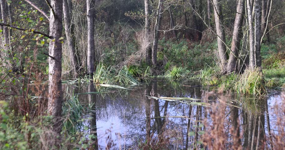 A wetland forest area with reflections of trees in a quiet creek, an open marsh landscape with mossy soil and autumn grass