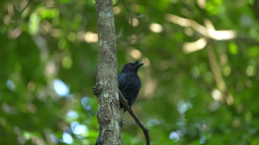 Medium static shot of a glossy black Greater Racket-Tailed Drongo (Dicrurus paradiseus) with a distinct head crest perched upright against a lichen-mottled tree trunk amid a lush forest background.