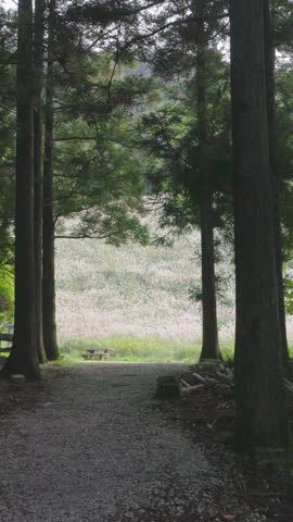 Vertical static shot of a bright silver grass meadow at the end of a path through a cedar forest.
